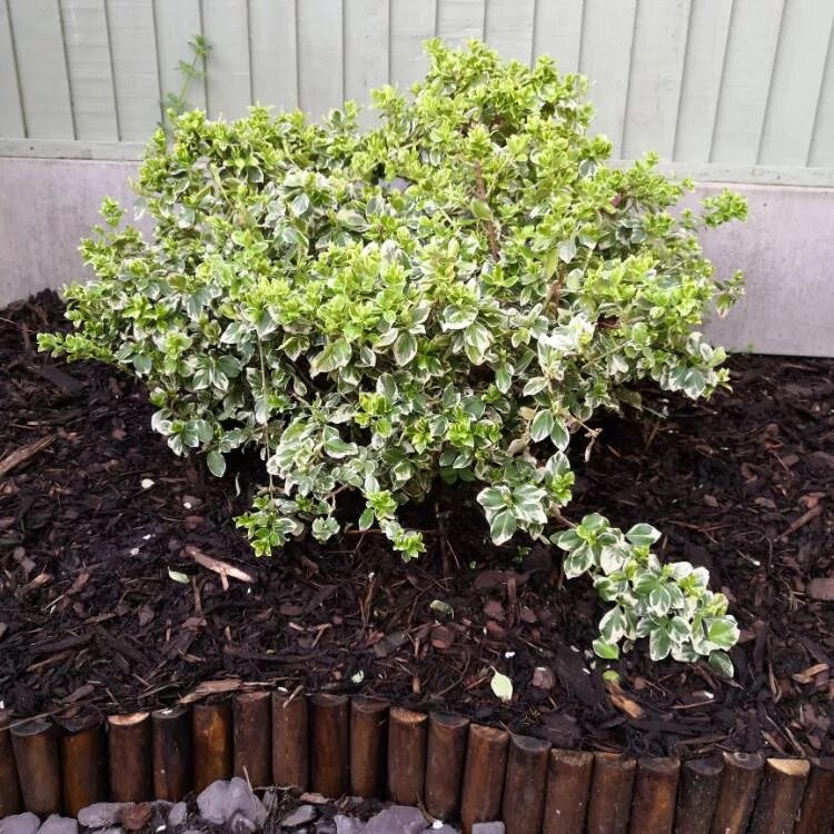 Бересклет форчуна арлекин. Бересклет форчуна "арлекин" (harlequin). Форчуна арлекин. Бересклет форчуна арлекин. Бересклет форчуна "арлекин" (harlequin).