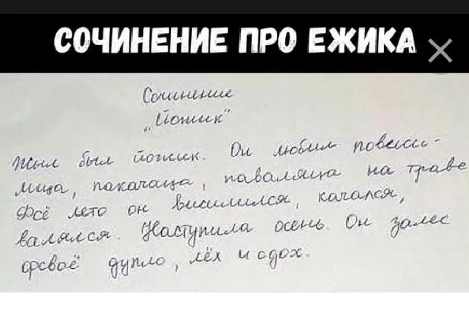 Смешное сочинение по литературе 5 класс. Сочинение про ежика. Сочинение про ежика прикол. Смешные сочинения. Смешное сочинение про ежика.