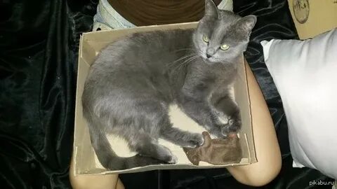 Как быстро приручить котенка