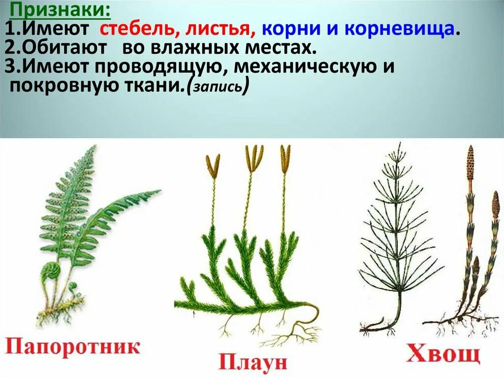 Какие особенности строения и физиологии папоротникообразных