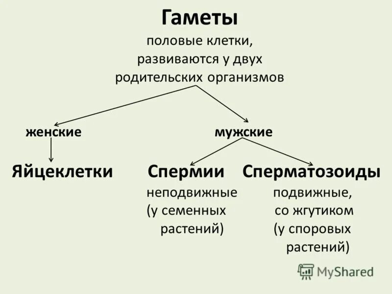 Как называются женские гаметы. Мужские гаметы у растений. Типы женских гамет. Виды мужских гамет. Виды гамет у растений.