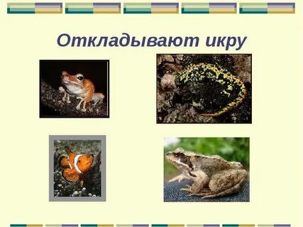 3 класс размножение и развитие животных презентация