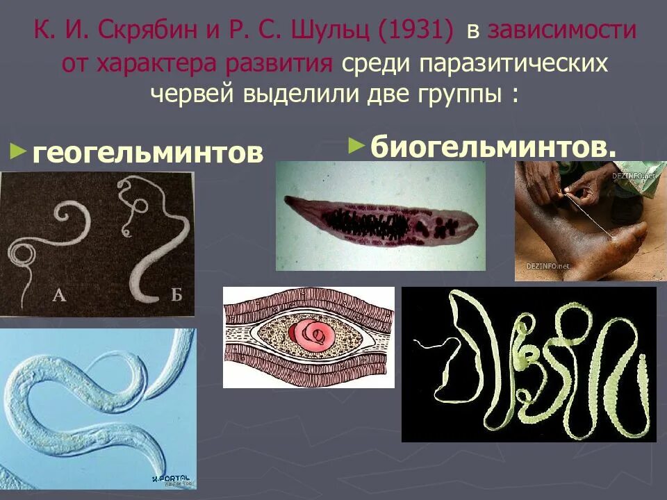 Червей является паразитом. Черви паразиты биогельминты. биогельминты геогельминты контагиозные гельминты. биогельминты паразитология. паразитический образ жизни у червей.