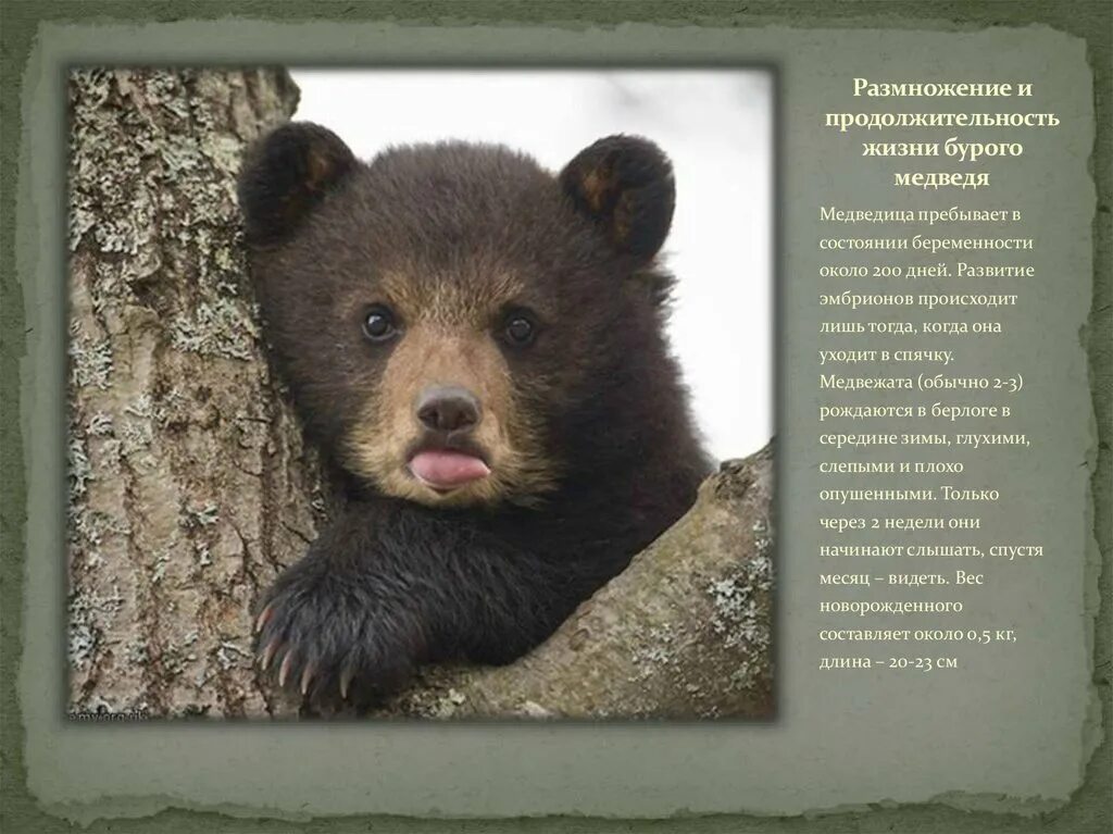 Физиологический бурый медведь. Продолжительность жизни медведя бурого в природе. Продолжительность жизни бурого медведя. Продолжительность жизни Медв. Сколько живут медведи.