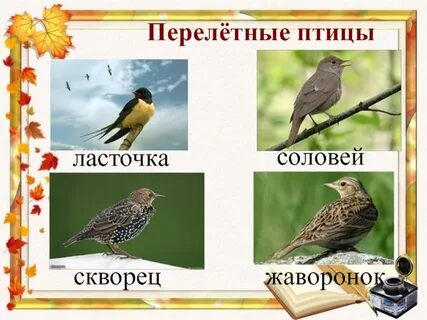 Ласточки грачи дрозды жаворонки соловьи