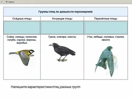 Приведите три примера птиц