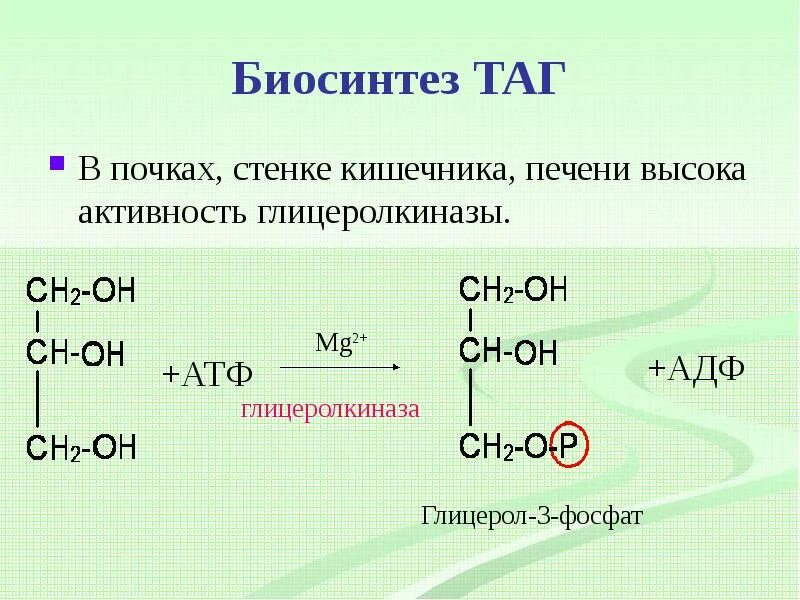 Синтез жиров в кишечнике. Синтез триацилглицеринов биохимия. Синтез таг в печени и жировой ткани. Синтез триацилглицеридов из Глюкозы в жировой ткани. Биосинтез таг в жировой ткани и печени.