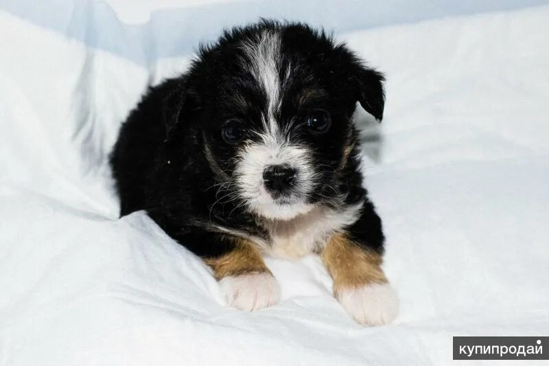 Щенки бельгийского гриффона отдам даром. Пиренейская овчарка купить щенка в москве. Белгород собаки квитчастая. Щенок ротвейлера белгород. Купить собаку в курской области.