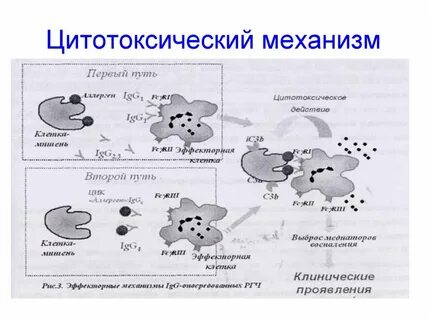 Цитотоксичность