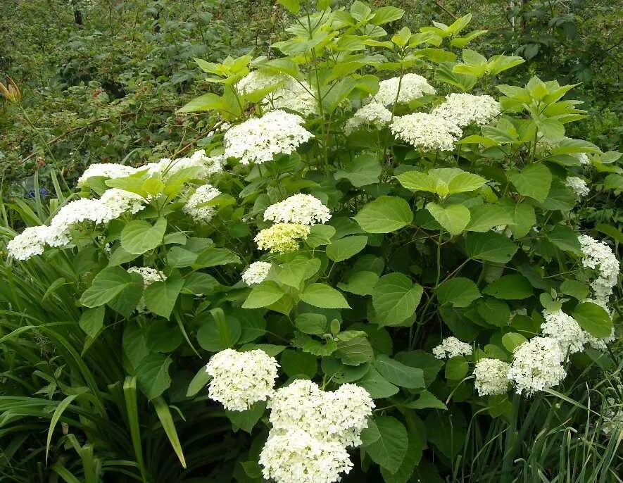 Midsummer's Bloom: from Lotus to Trees & Shrubs Hydrangea shrub, Water garden pl