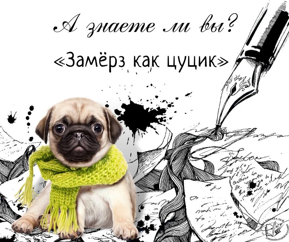 Цуцик собака. Кто такой цуцик. Цуцик щенок. Цуцик фото. Як цуцик.