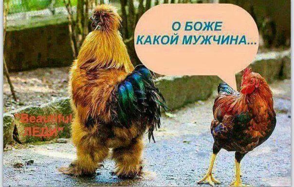 По зернышку клюет и сыта бывает пословица. Курочка по зернышку клюет. курица по зернышку клюет. курочка клюет зернышки. поговорка курица по зернышку клюет.