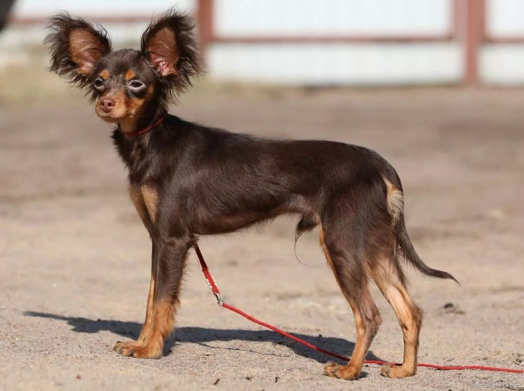 Собака русский той терьер. Тойтерьеры короткошерстная. Тойтерьеры короткошерстная. Русский той терьер гладкошерстный. Русский той терьер гладкошерстный.