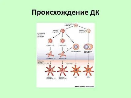 Клеточное происхождение