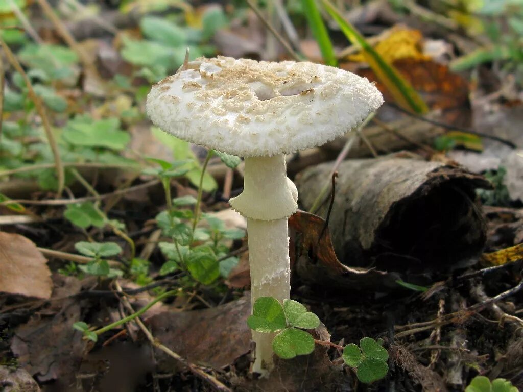 Поганка гриб можно есть. Бледная поганка гриб. Бледная погоганка гриб. Бледная поганка (Amanita phalloides). Мухомор белый поганковидный.