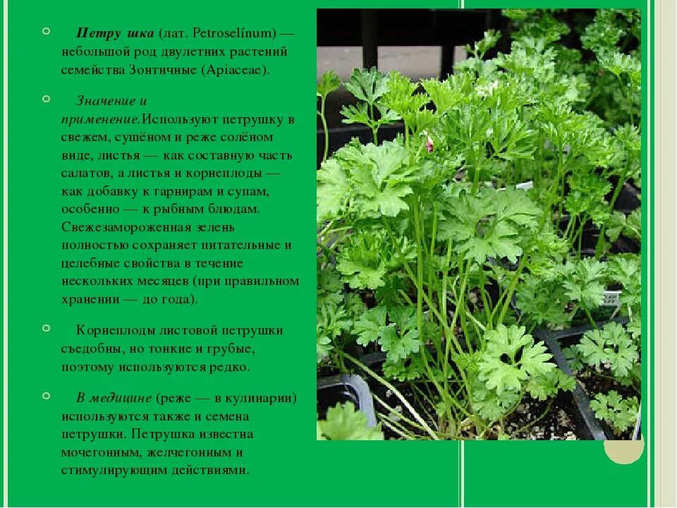 Петрушка обыкновенная листовая 2г (седек). Петрушка сорт обыкновенная листовая. Простые листья. Листья сложные с прилистниками. Петрушка форма листа.