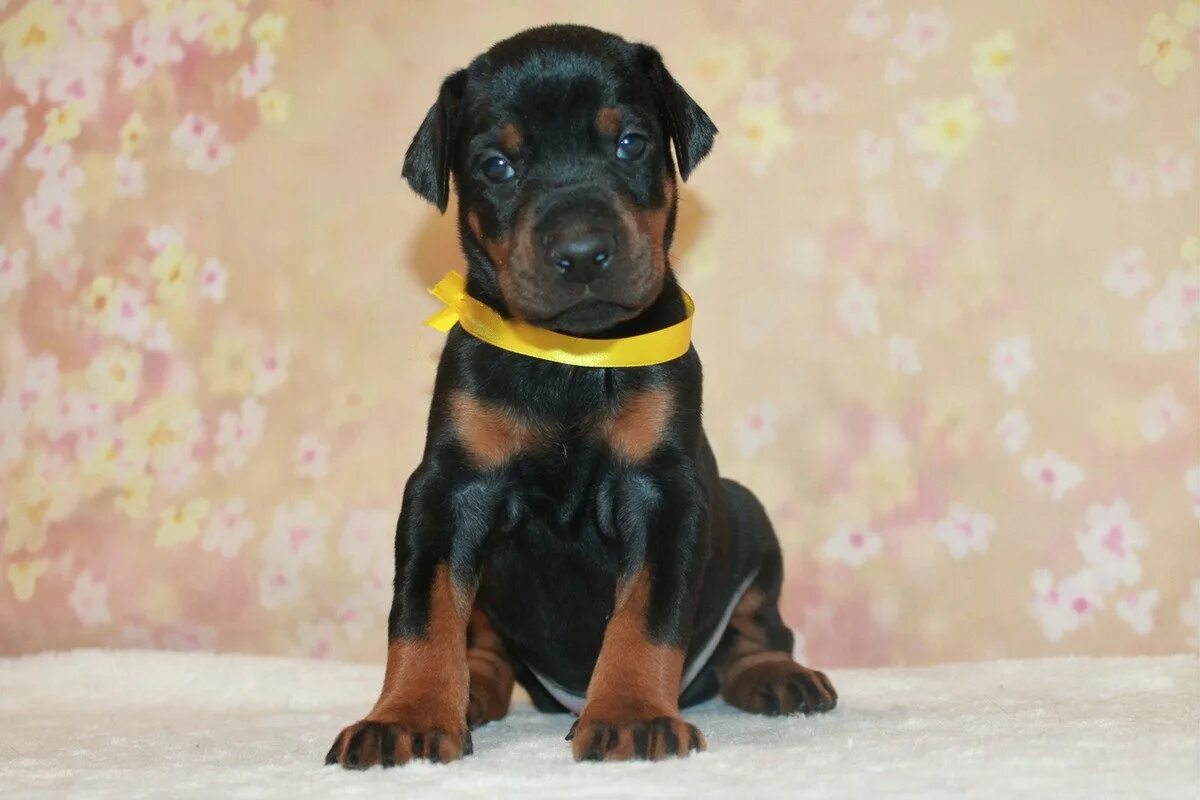 Доберман в полный рост. Новорожденные щенки цвергпинчера. Орето миа питомник доберманов. Сколько щенок добермана. Доберман и щенок добермана.