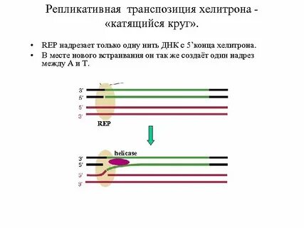 Транспозиция цилиндра