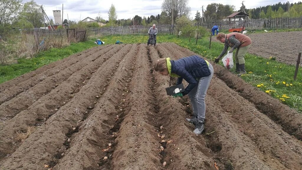 Как сажать картошку весной в открытый грунт. Посадка картофеля. В огороде про картофель посадка. Садить картошку. Как сажать картошку.