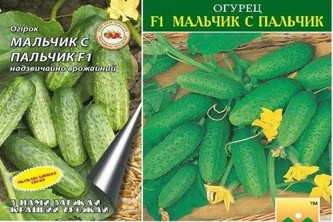 Описание сорта огурцов пальчик