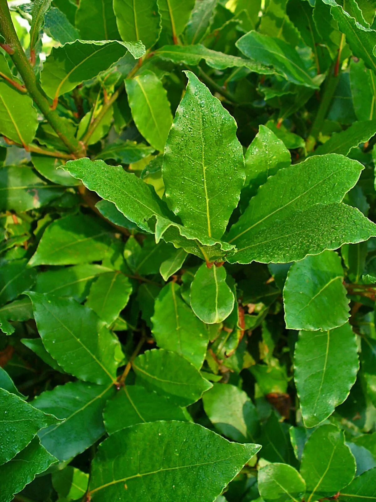 Как выглядит лавровый лист. Лавр laurus nobilis. лавр благородный (láurus nóbilis). лавра благородного (laurus nobilis). лавр благородный laurus nobilis узколистный.