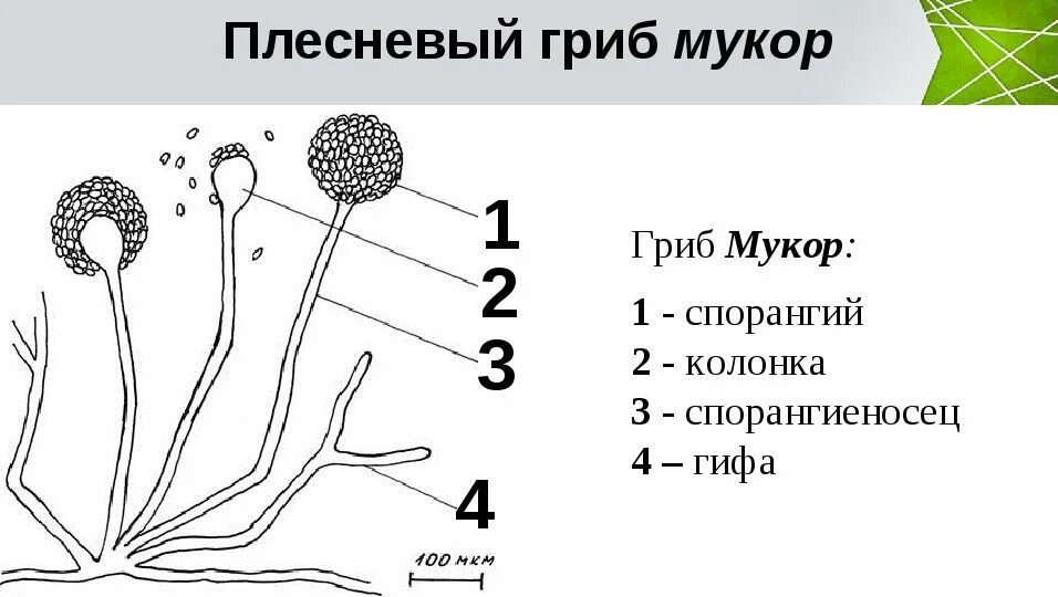 Признаки грибов мукор. Строение плесневого гриба мукора. Строение спорангия мукора. Строение плесени мукора. Строение плесневых грибов мукора.