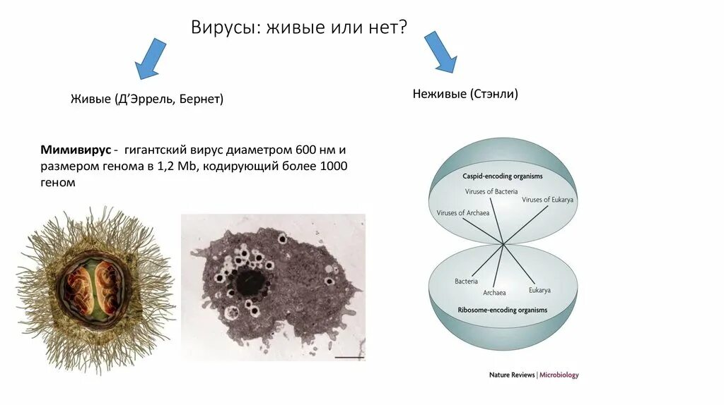 Вирус является живым организмом. Вирусы это живые организмы или нет. Вирусы живые или нет. Вирусы не живые. Почему вирусы живые организмы.