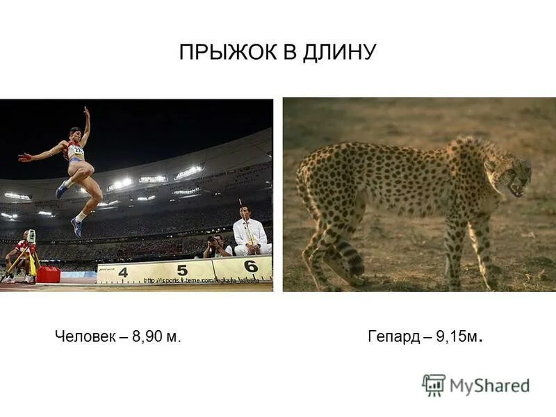 Длина прыжка животных. Прыжок гепарда в длину. прыжки в длину животные. гепард сколько метров прыжок в длину. гепард высота прыжка.