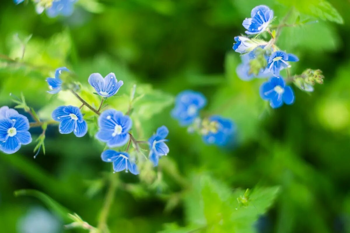 Мелкие цветы голубого цвета. Голубенькие полевые цветы. Голубенькие цветочки полевые. Полева трава с синими цветочками. Маленькие голубенькие цветы.