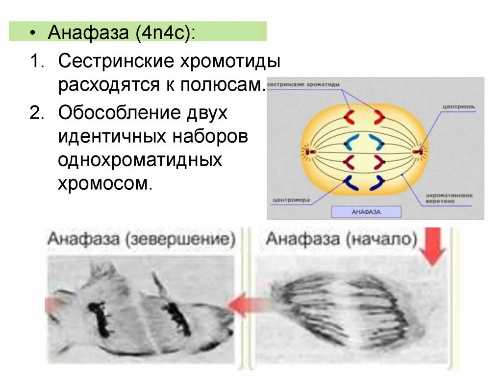 Двухроматидные хромосомы. Однохроматидных хромосом. Однохроматидные хромосомы в мейозе. Анафаза набор хромосом.