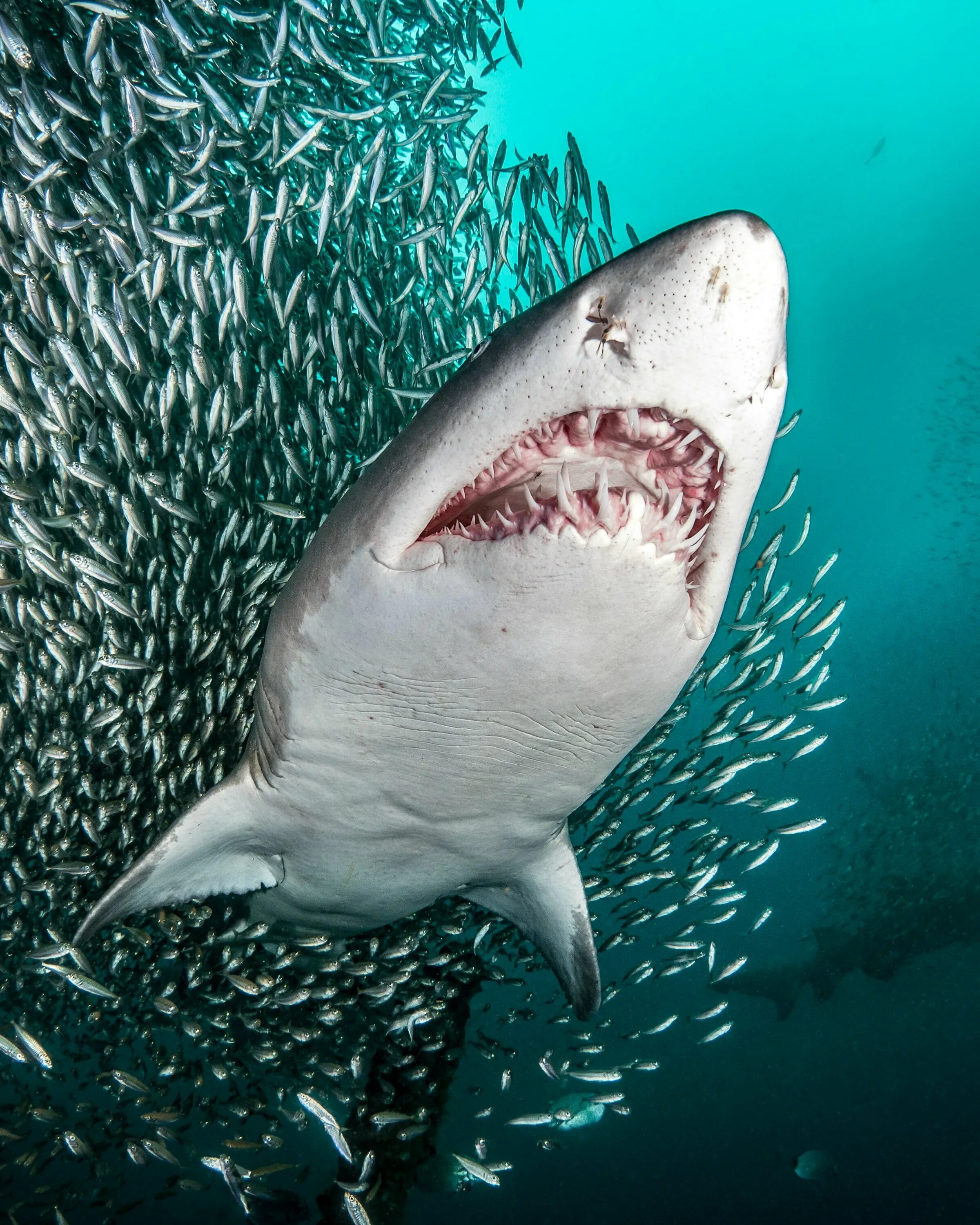 Можно про акулу можно. Белая акула кархародон. Тигровая акула. Мадагаскарская острозубая акула.