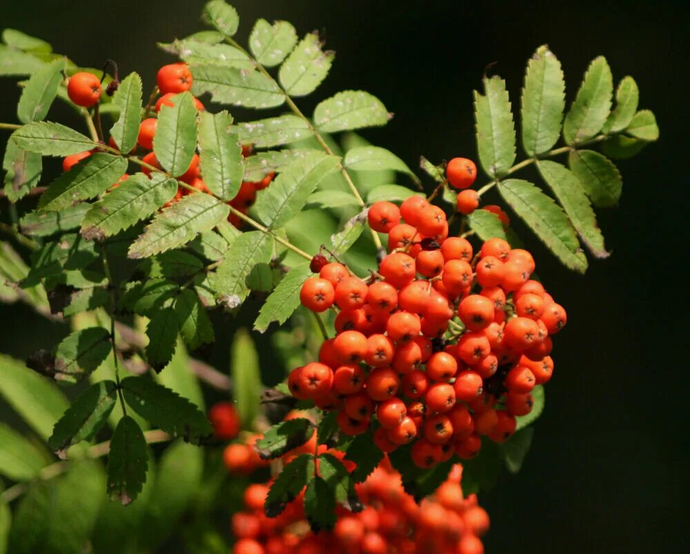 Злаком является 1 рябина. Рябина обыкновенная sorbus aucuparia. рябина сибирская (sorbus sibirica hedl.). рябина сибирская (sorbus sibirica). рябина обыкновенная шиервотер сидлинг.