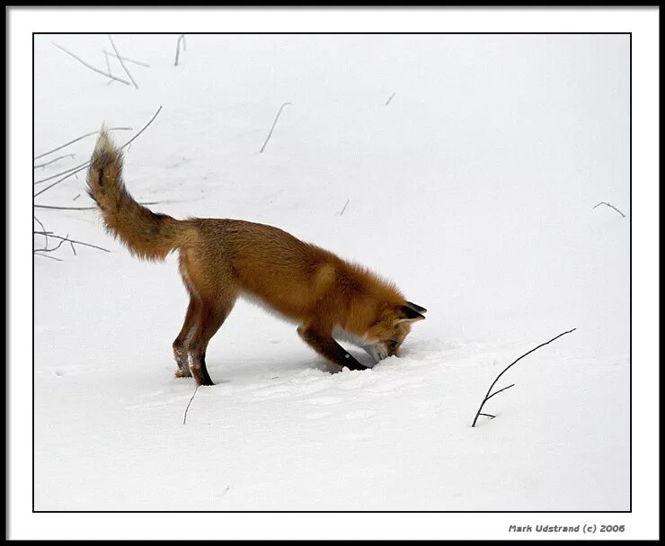 лиса мышкует. лисица обыкновенная охотится. андрей поняга охота на лис. лисья охота на мышей. лиса охотится на мышей.