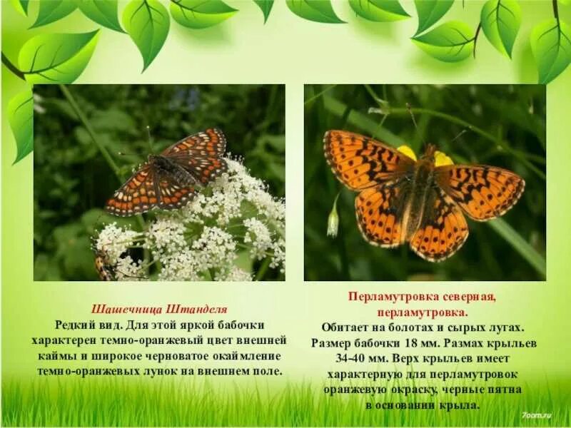 Apollo butterfly / American Museum of Natural History (@AMNH) Twitter Especies d