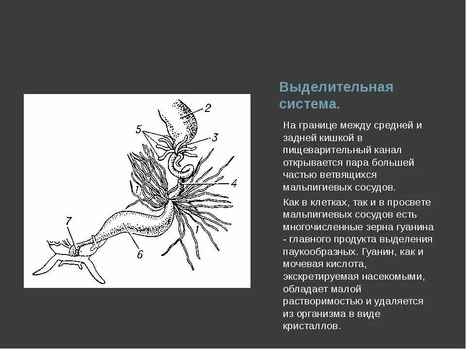 Представители какого класса имеют мальпигиевы сосуды. Выделительная система скорпиона. Мальпигиевы сосуды у паукообразных. Мальпигиевы сосуды пауков. Выделительная система пауков представлена.