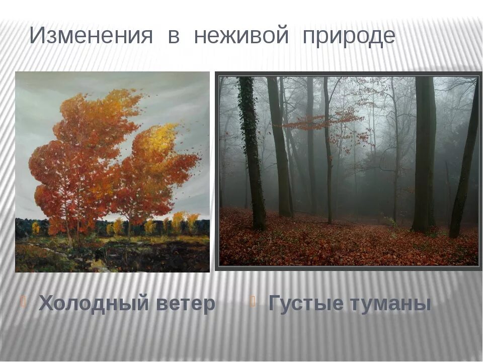 Осенние изменения в природе. Сезонные изменения в природе осень. Осенние изменения в живой природе. Осенние изменения в неживой природе. Изменения в неживой природе летом биология 5