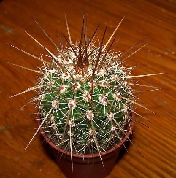 Маммиллярия с длинными иглами. Цветок с иголками. Маммиллярия колючейшая. Кактус с длинными иглами. Кактус грузони с красными иголками.