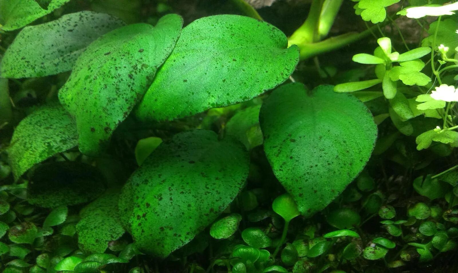 Темные водоросли. Анубиас Ксенококус. Водоросль Ксенококус. Анубиас Гигрофила. Анубиас аквариумное растение.