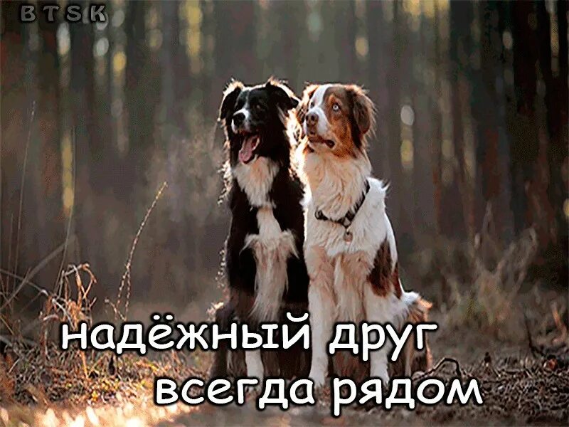 надежный друг. настоящая дружба. самые надежные друзья. самые надежные друзья. фон лучшие друзья.