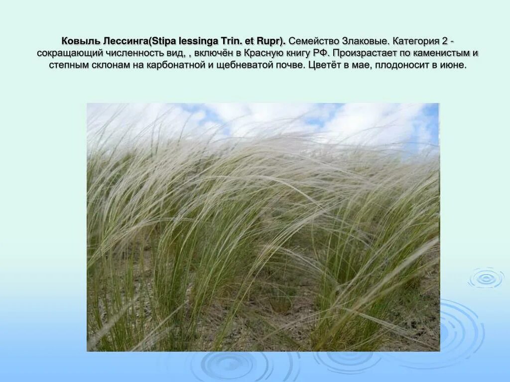 Для каких природных зон ковыль является типичным. Stipa Rubens ковыль. Ковыль Лессинга (Stipa lessingiana). Ковыль Лессинга ареал. Ковыль Сарептский.