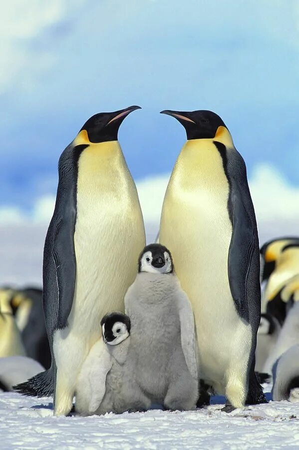 Императорский Пингвин Aptenodytes forsteri. Пингвины Королевские Императорские. Императорский Пингвин семья. Императорский Пингвин детеныш. Пингвины моей мамы 4