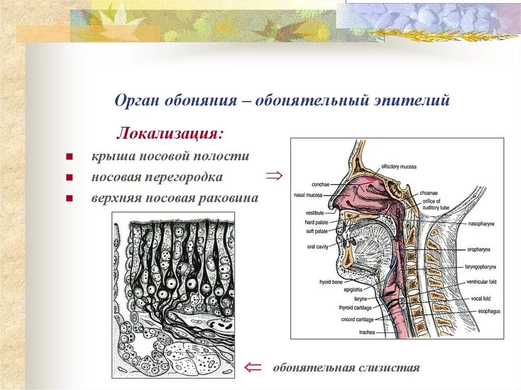 Орган обоняния. Обонятельный эпителий Электронограмма. Строение органа обоняния гистология. Обонятельный анализатор гистология. Строение обонятельного анализатора гистология.