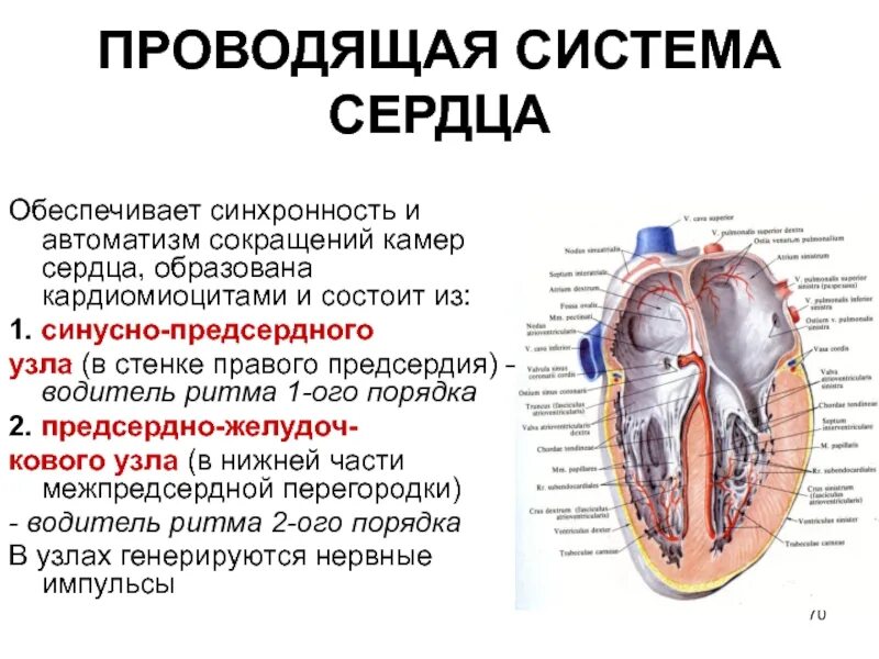 Миокард правого предсердия. Проводящая система сердца ее строение. Строение и функции проводящей системы сердца. Проводящая система сердца структура и функциональная характеристика. Структура и функциональная характеристика проводящей системы сердца.