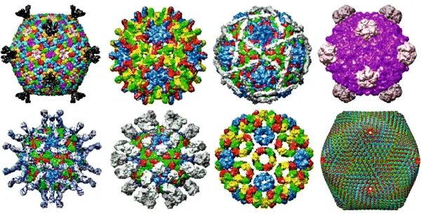 Кристаллическая форма вируса. Вирусная частица вирион. Кристаллический вирус. Вирус простого герпеса на белом фоне. Кристаллы вируса табачной мозаики.