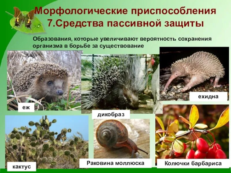 Лабораторная работа выявление приспособления. Приспособленность организмов к среде обитания. Черты приспособления организмов к среде обитания. Приспособленность кактуса к среде обитания. Приспособление организмов к среде обитания.