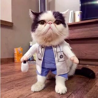 Доктор котиков