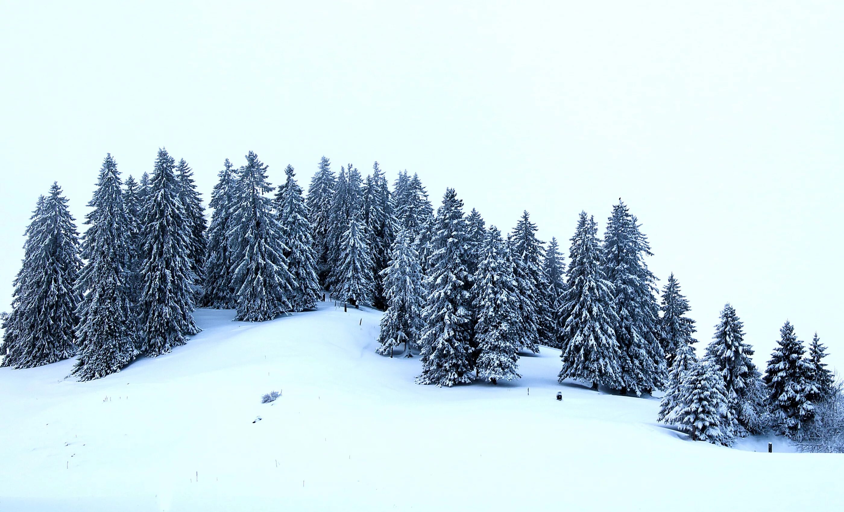 Снег лежит на елях. Зимний лес. Зимние ели. Зимняя елка. Елка зимой.