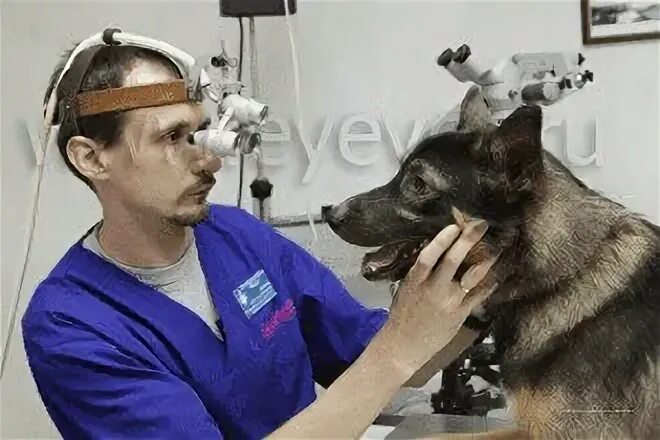 Офтальмология ветеринария. Офтальмология ветеринария. Ветеринар окулист. Офтальмология ветеринария. Офтальмология животных.