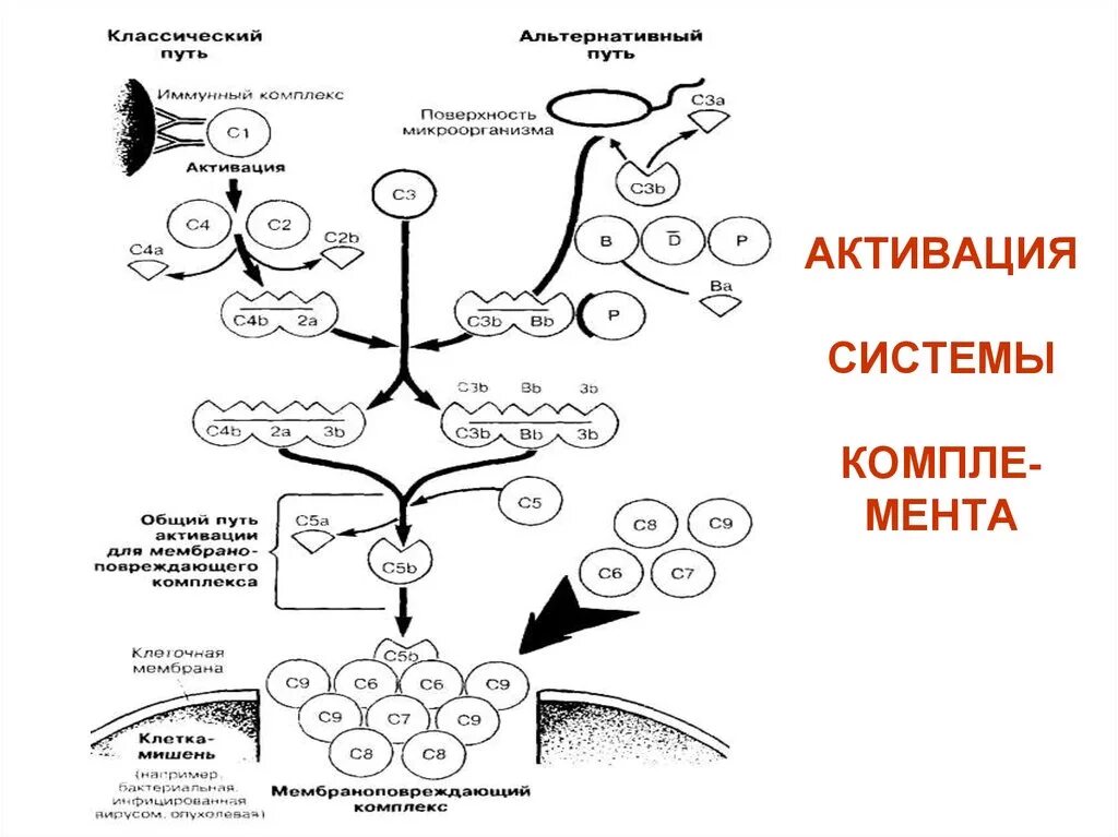 Схема активации комплемента. Классический путь активации системы комплемента. 3. Классический путь активации системы комплемента. Классический путь активации системы комплемента схема. Активация комплемента схема микробиология.