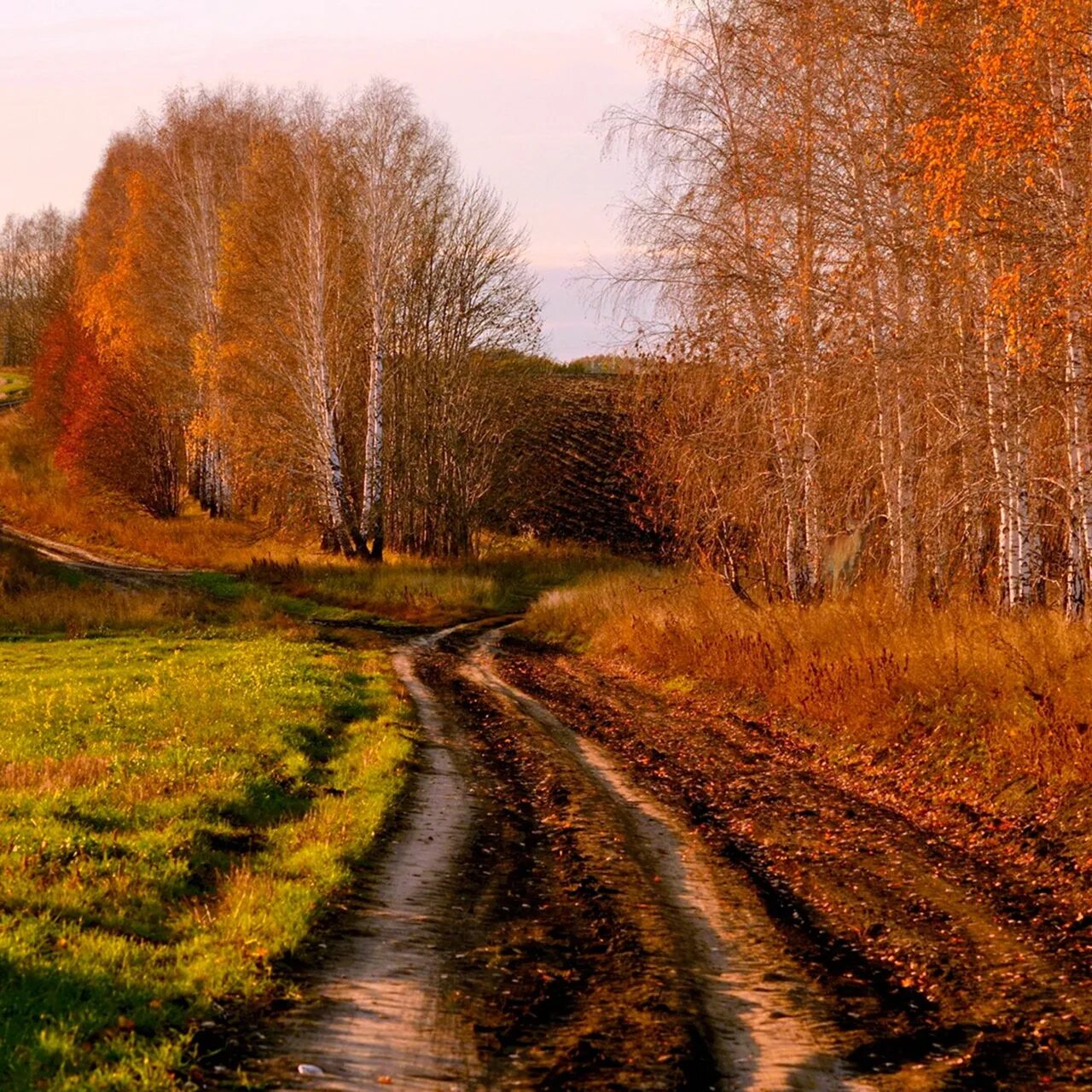Осень в России. Сельская дорога. Осеннее поле. Русская природа. Осень дорога в деревне